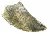 Serrated Raptor Tooth - Real Dinosaur Tooth #364731-1